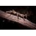 Insecto palo soleado - sugaya inexpectata